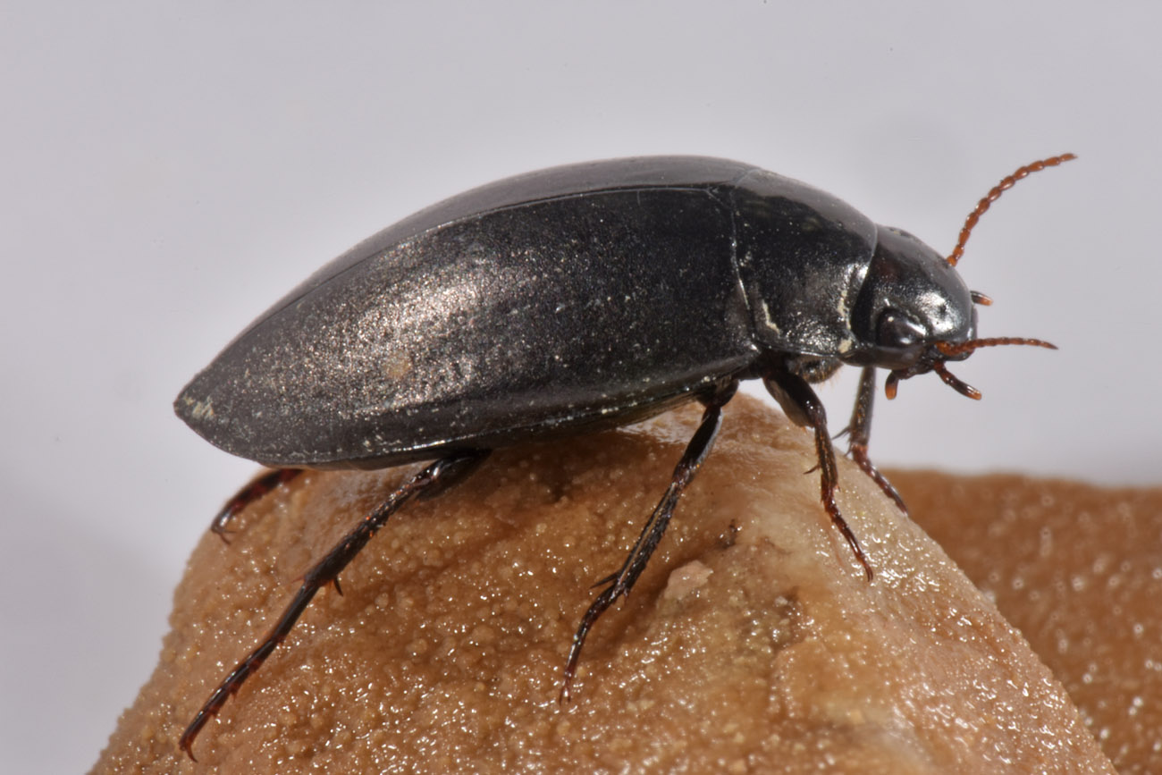 Dytiscidae: Agabus guttatus? S, in compagnia di Laccobius sp. (Hydrophilidae) !